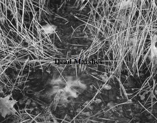 site-dead marshes